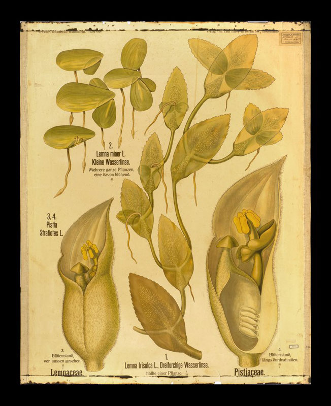 Tafel 66 Lemnaceae-Pistiaceae
